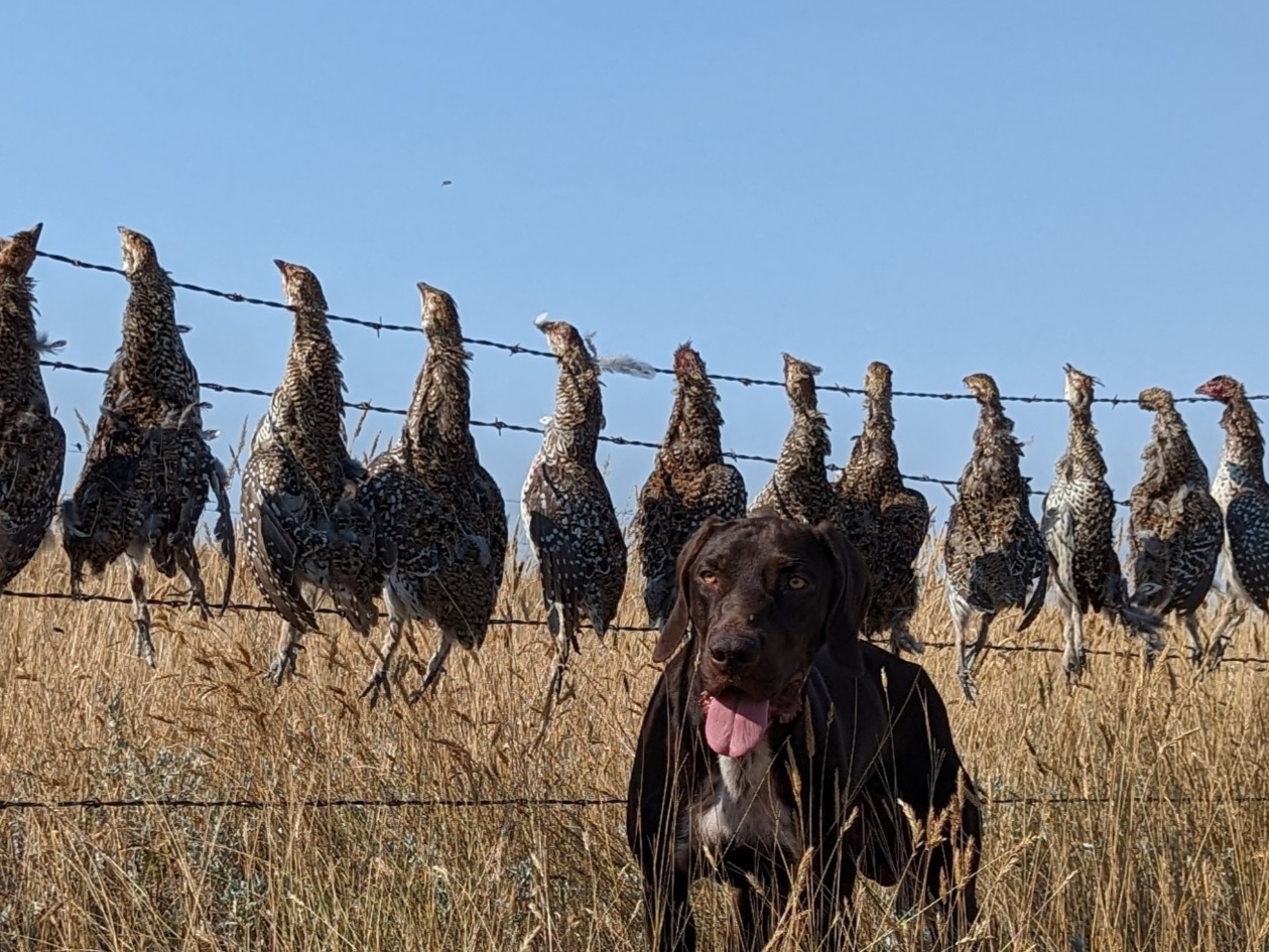 Windy Sage Funky Snowman (Flikr)