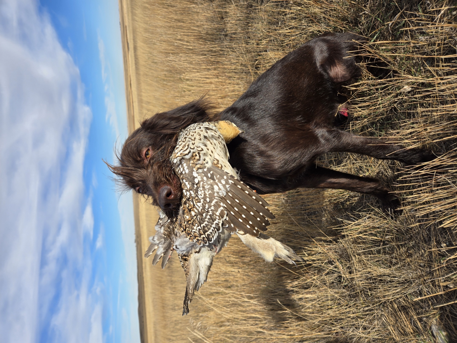 North Texas Ride or Die (Roach)